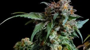 London-Pound-Cake