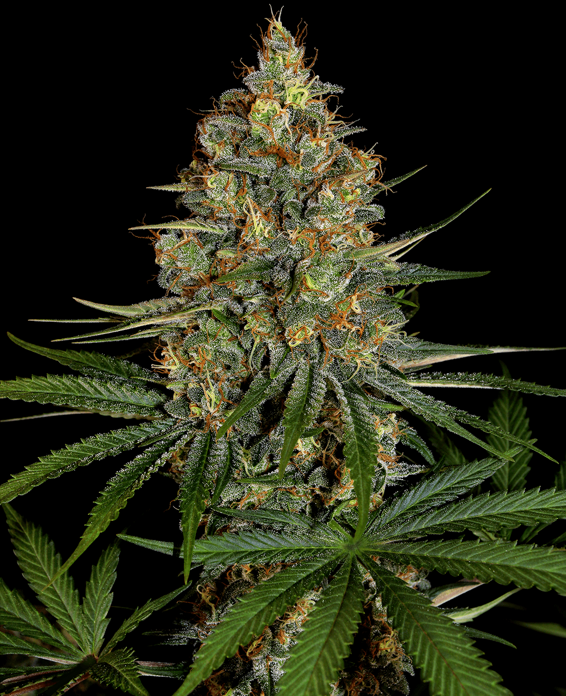 NY Sour Diesel