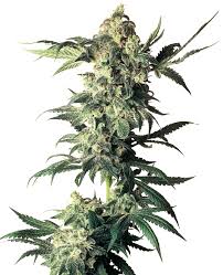 Northern Lights