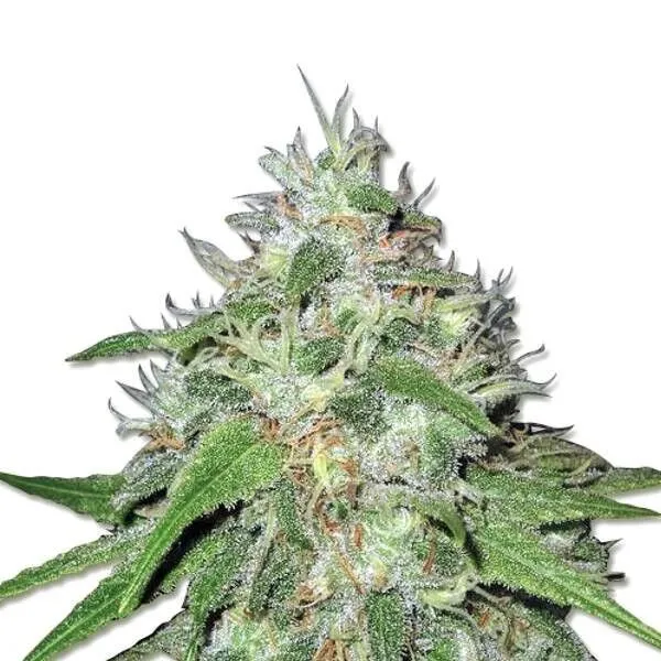 Amnesia Haze