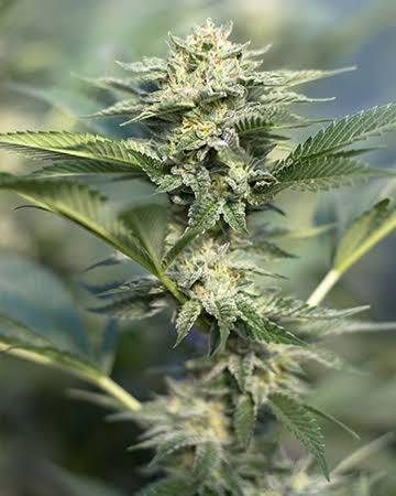 Dutch Treat Feminized