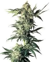 Northern Lights