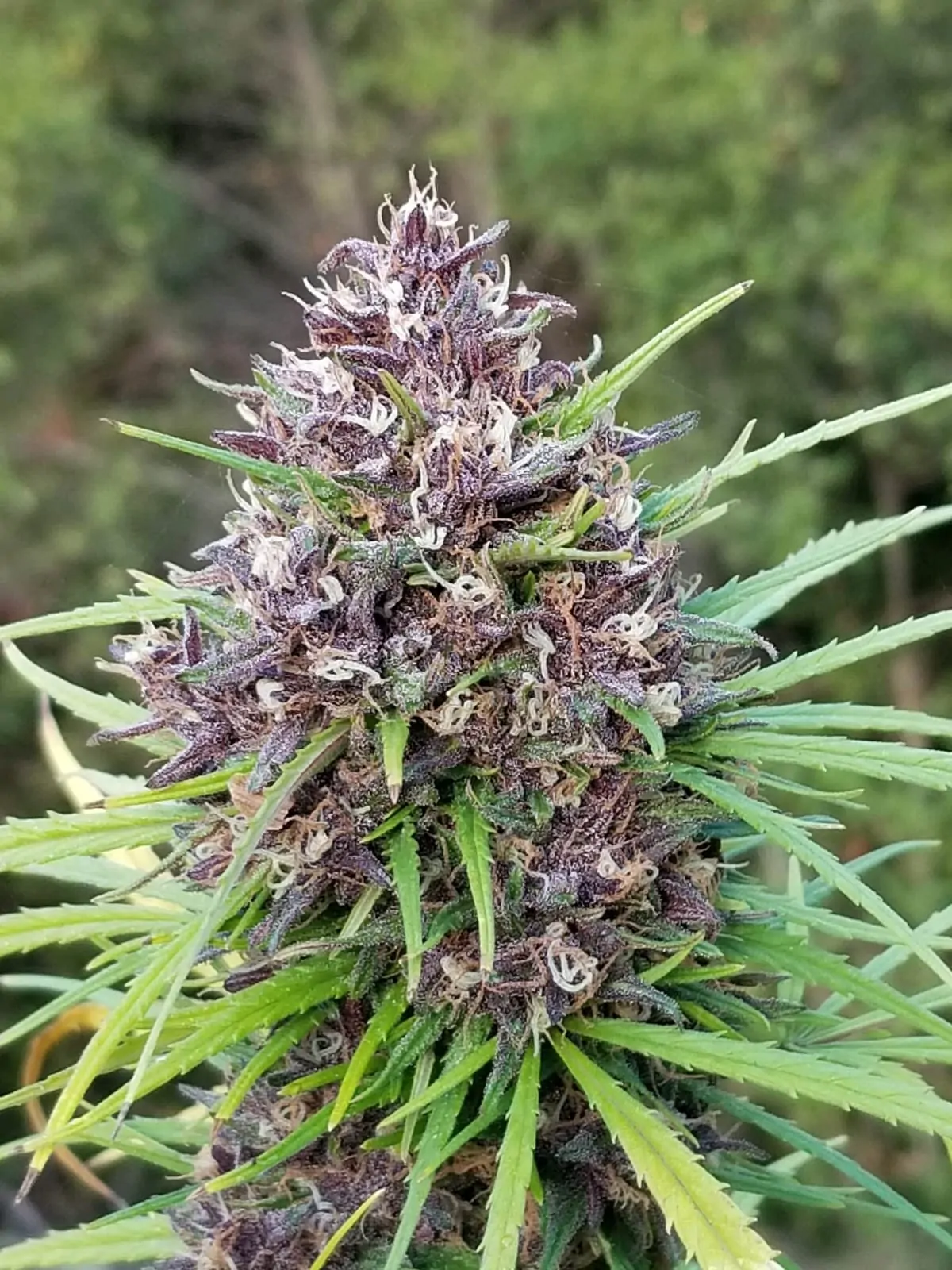 Panama