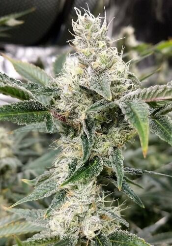 Crystal Gelato