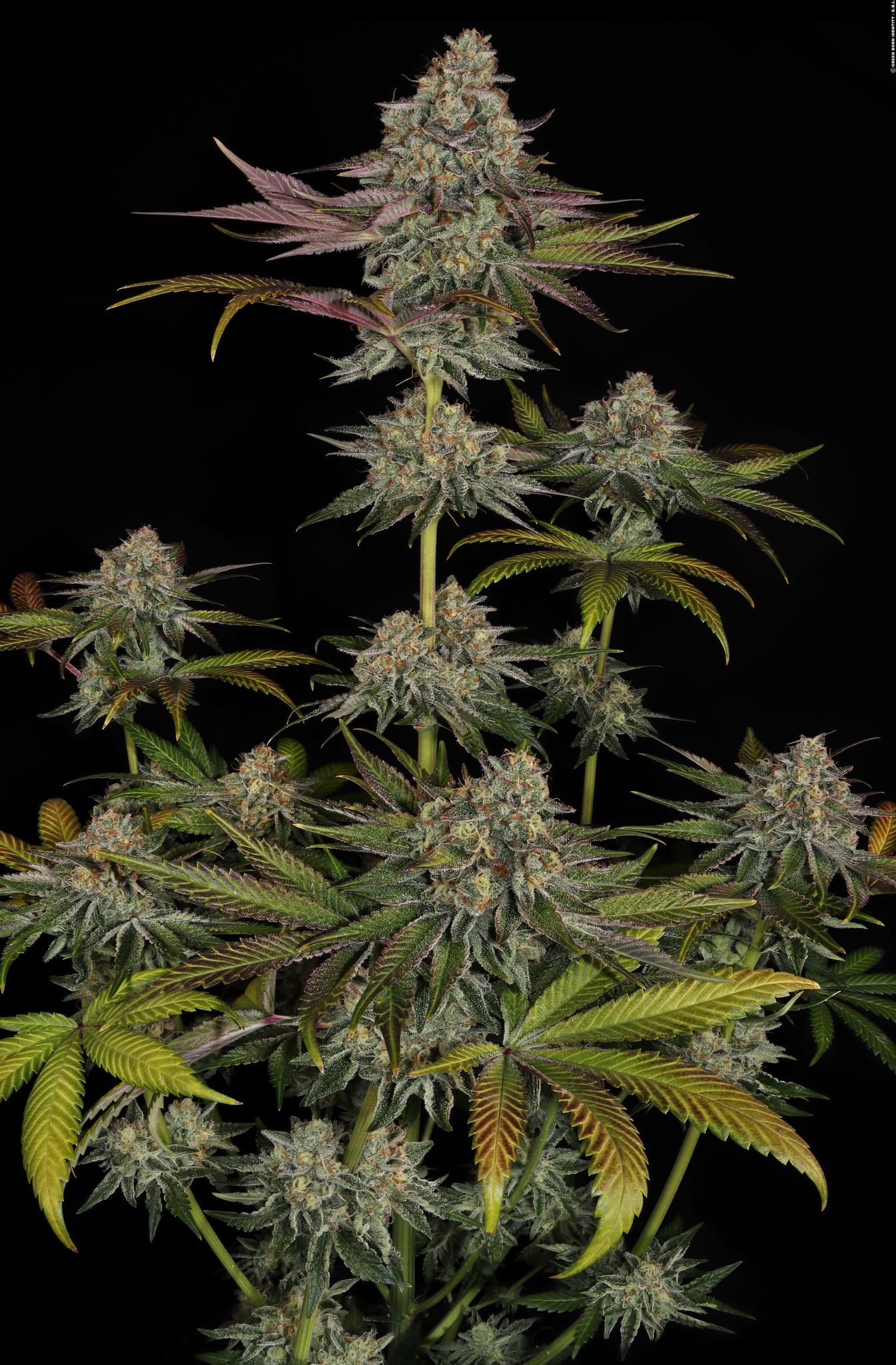 Gelato #45