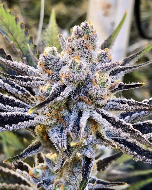 Platinum Punch