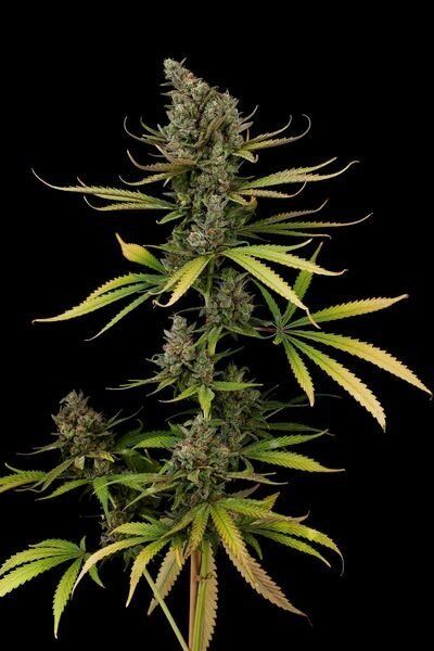 Black Cheese Strain