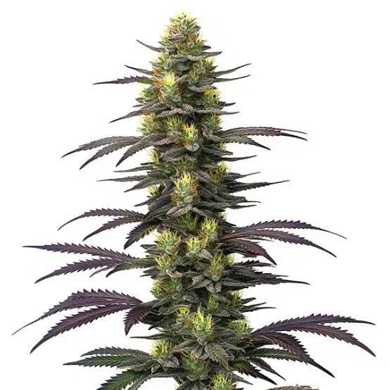 Dolato 25 Strain