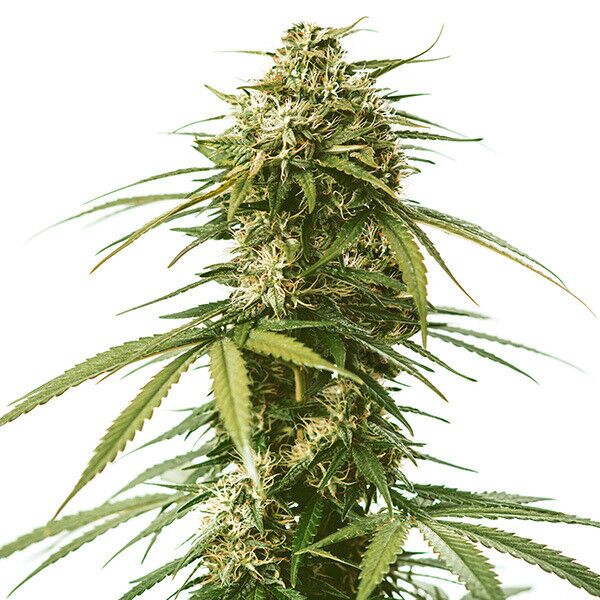 Gushers Confidential