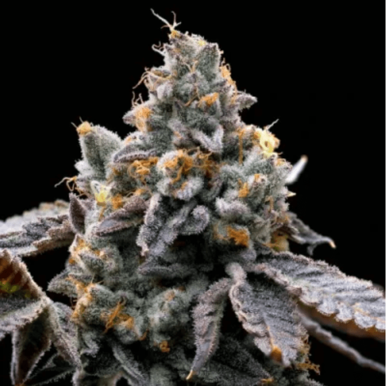 GMO Cookies