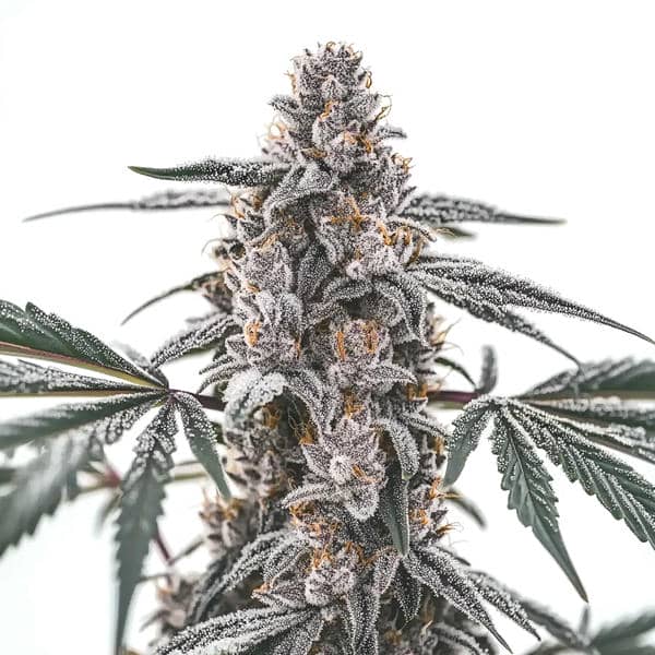 Black Widow Feminized