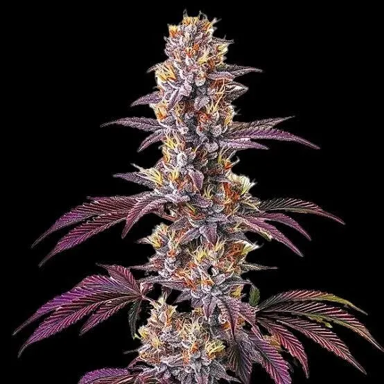 Blackberry Kush Feminized