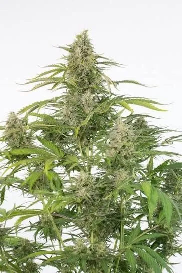 Cheese Auto