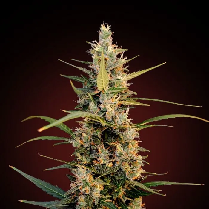 Cheese Feminized