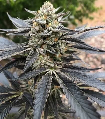 Cookies & Chem Feminized