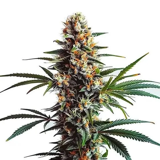 Doug's Varin Feminized