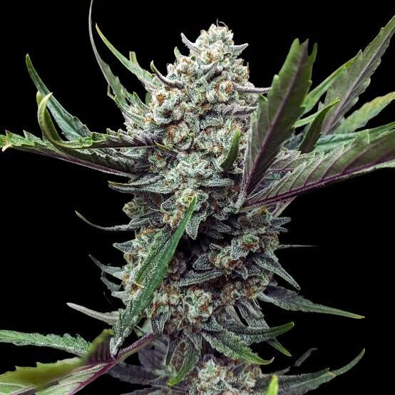 Gorilla Glue #4 Feminized