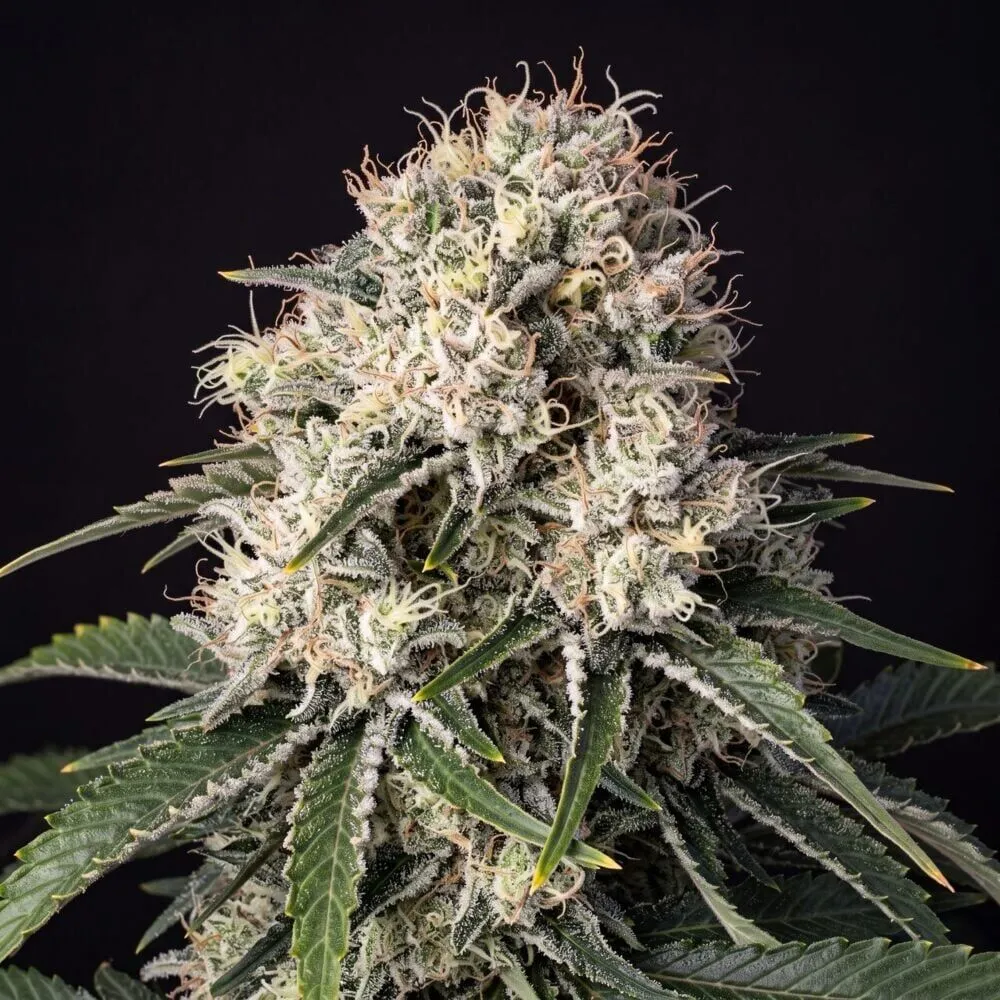 Peanut Butter Breathe Feminized
