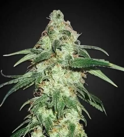 Skunk #1 Feminized
