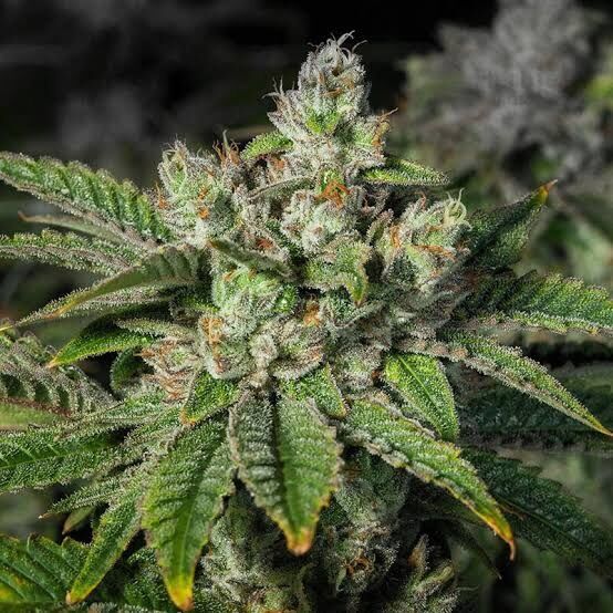 Stardawg Feminized
