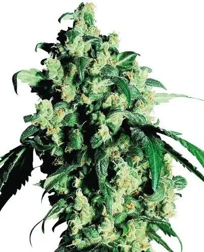 Super Skunk Feminized