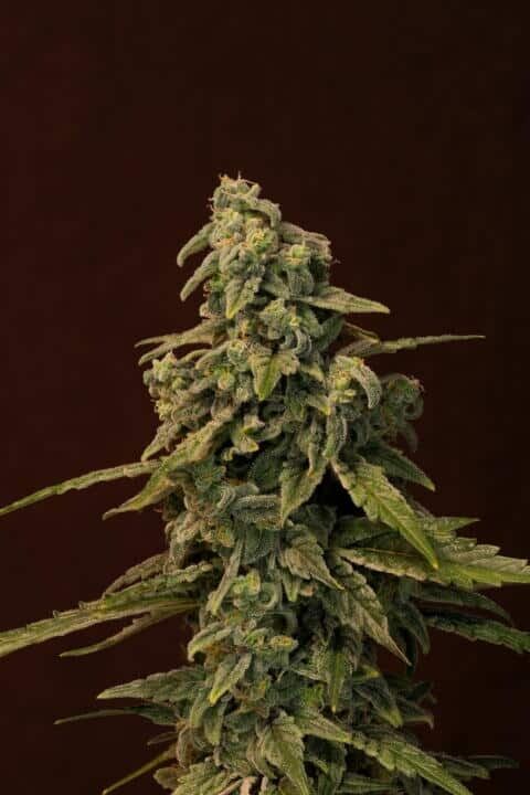 Trainwreck Feminized