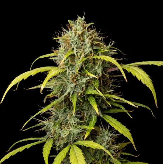 G13 Feminized