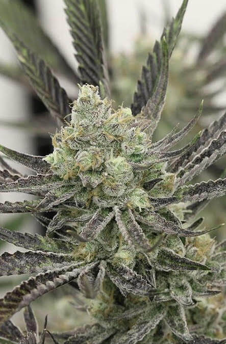 Pre-98 Bubba Kush