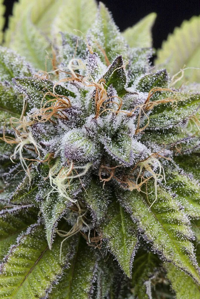 Bubba kush