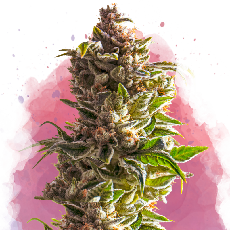 Aurora Indica
