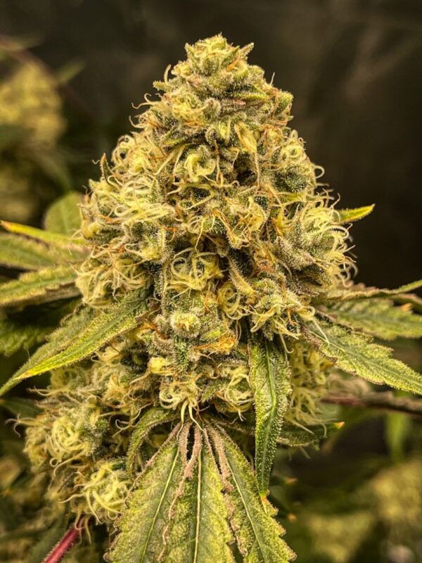 Lemon Haze