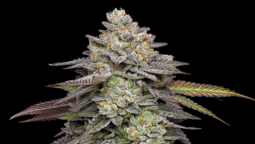 Jet Fuel Gelato