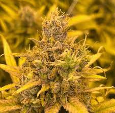 Honey Bananas