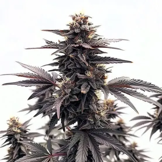 Black Runtz Feminized