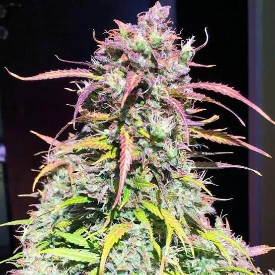 Cream Caramel Feminized