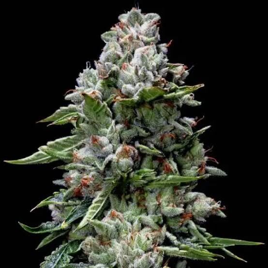 Kosher Kush Feminized