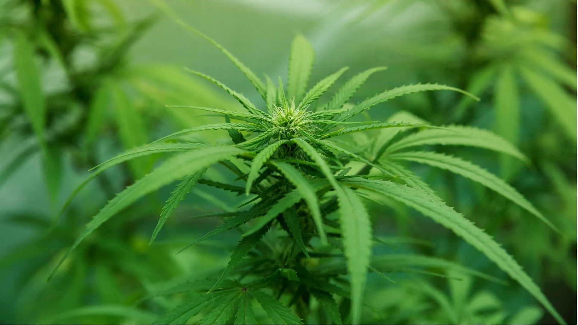 marijuana hemp grows selective focus