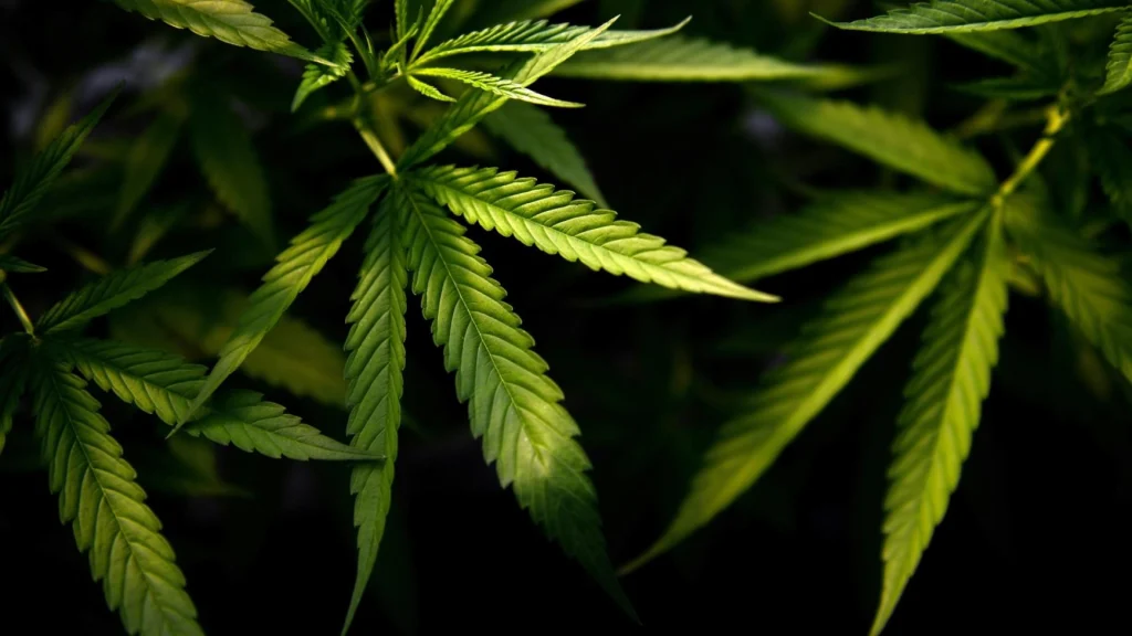 cannabis