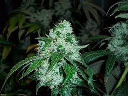 Recommended Product of the Day is Cali SFV OG