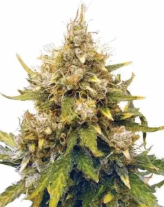 Recommended Product of the Day is Acapulco Gold Auto