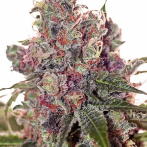 Grapefruit Feminized