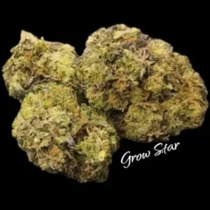 Grizzly Purple Kush Feminized