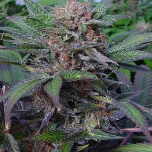 Somango Feminized