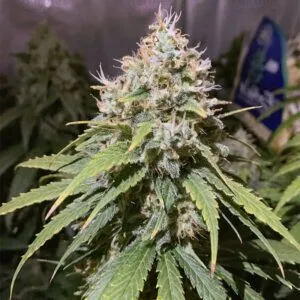 Alien Og Feminized