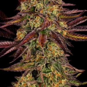 Tangerine Feminized