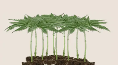 High-Yield Clones