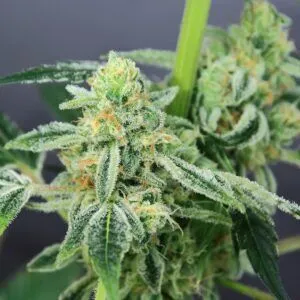 Tangerine Cookies