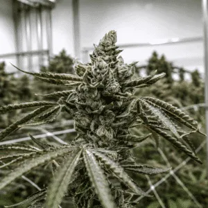 Lemon Cherry Sherbert