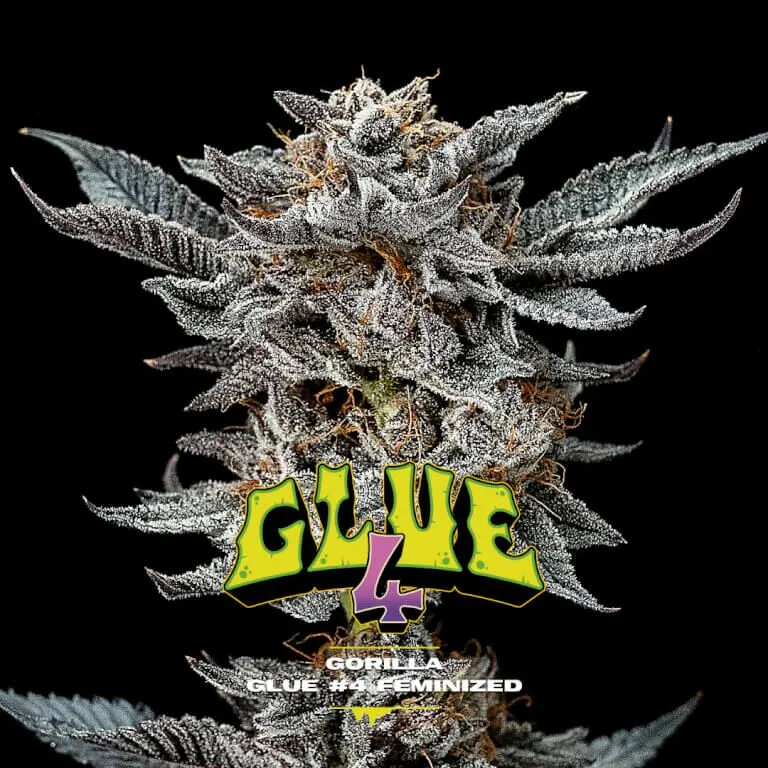 Gorilla Glue #4