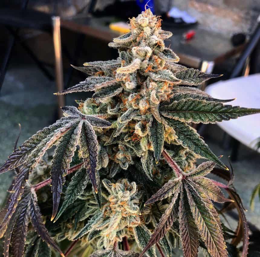Malibu 91 OG